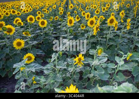 Endloses Feld blühender Sonnenblumen bei Sonnenuntergang mit dramatischem Himmel und Reihen gelber Blumen, die sich bis zum Horizont erstrecken. Sommer Landwirtschaft und Natur b Stockfoto