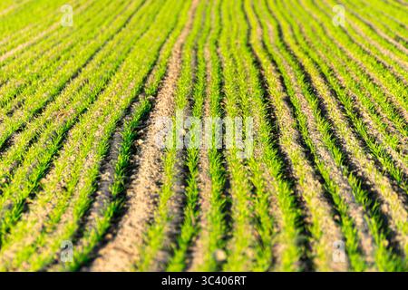 Ein hellgrüner Teppich von Setzlingen im Boden. Konzept die Umwandlung des Landes. Stockfoto