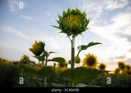 Nahaufnahme blühender Sonnenblumen am blauen Himmel auf einem Sommerfeld. Schöne natürliche landwirtschaftliche Landschaft mit gelben Blumen Stockfoto