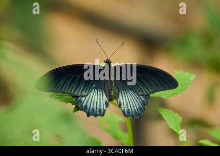 Große Mormonenfalter (Papilio memnon) weibliche Form, die mit offenen Flügeln auf einem nassen tropischen Blatt ruht Stockfoto
