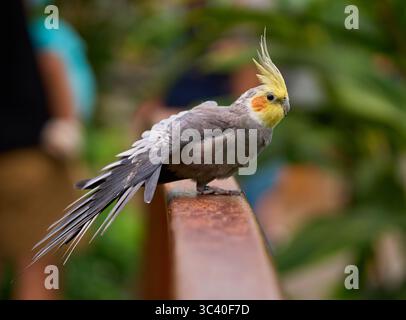 Kakatiel (Nymphicus hollandicus) auf einer Schiene mit hochgezogenem Wappen und gefüllten Federn Stockfoto