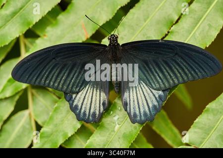 Große Mormonenfalter (Papilio memnon) weibliche Form, die mit offenen Flügeln auf einem nassen tropischen Blatt ruht Stockfoto