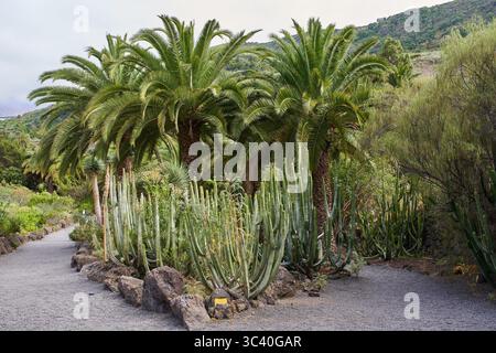 Kakteen und Palmen wachsen entlang eines trockenen Vulkanpfads in einem subtropischen Garten Stockfoto