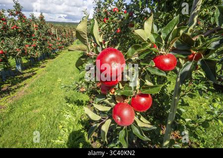 Rote Äpfel Typ Entdeckung in Apfelgarten in Roerum, Oesterlen Fruit District, Simrishamn Gemeinde, Skane County, Schweden, Skandinavien Stockfoto