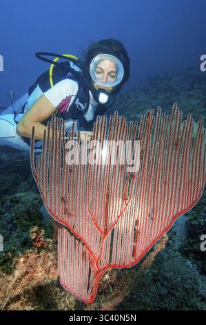 Taucher mit Blick auf beleuchtete rote Kammmorallen (Ctenocella pectinata), Andamanensee, Indischen Ozean, Similan Inseln, Thailand Stockfoto
