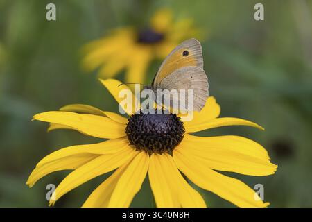 Wiesenbraun (Maniola jurtina) auf gelber Blume, gelber Koneflower (Echinacea paradoxa) auf verschwommenem Hintergrund, Hessen, Deutschland Stockfoto