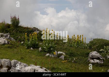 Auf einem grasbewachsenen Hügel, umgeben von Felsvorsprüngen und einem bewölkten Himmel, blüht ein lebhaftes Angebot an gelben alpinen Wildblumen. Die Szene fängt das Natürliche ein Stockfoto
