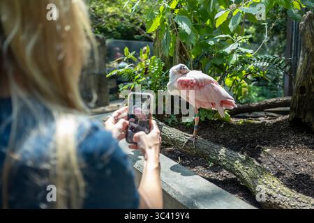 Eine Frau fotografiert einen rosa Flamingo im Aquarium von Tampa Stockfoto