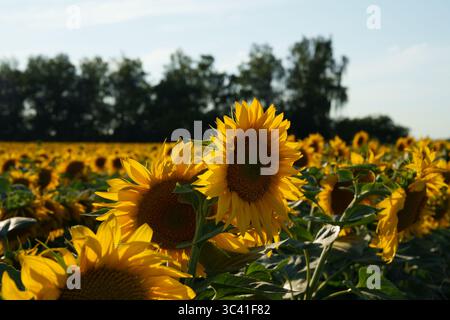 Helles Sommerfoto einer Sonnenblume vor dem Hintergrund eines großen gelben Feldes und eines dunklen Waldes. Stockfoto