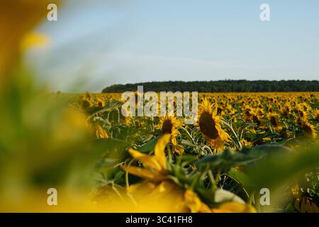 Panoramabild eines großen Sonnenblumenfeldes unter blauem Himmel mit einem Waldstreifen am Horizont. Sonnenblumen erstrecken sich zur Sonne. Stockfoto