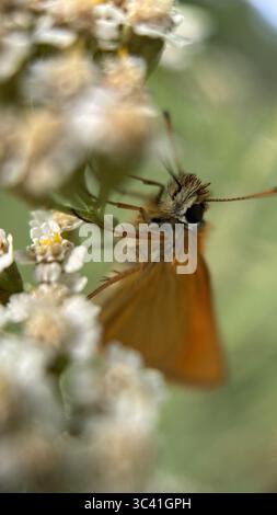 Eine Nahaufnahme des orangebraunen Schmetterlings Essex Skippers. Makrofotografie Stockfoto
