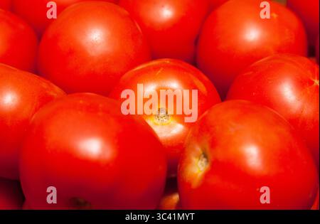Frisch reife rote Tomaten aus der Nähe. Stockfoto