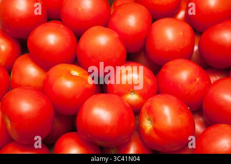 Frisch reife rote Tomaten aus der Nähe. Stockfoto
