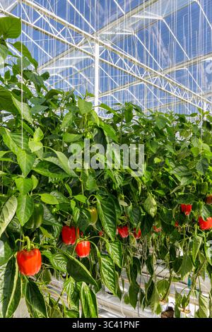 Professionelles industrielles Wachstum von Paprika in einem niederländischen Gewächshaus Stockfoto