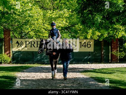 März 2017, Baltimore, MD, USA: 13. Mai 2021: Unbridled Honor Exercises für die Preakness Stakes auf dem Pimlico Race Course in Baltimore, Maryland. Scott Serio/Eclipse Sportswire/CSM(Credit Image: &Copy; Scott Serio/CSM via ZUMA Wire) Stockfoto