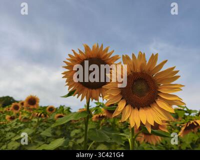 Sonnenblumenfeld über bewölktem blauem Himmel Hintergrund. Sonnenblumen blühen im Sommer. Stockfoto