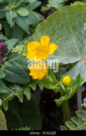 Blume von Sumpfblume oder Königskebel, Caltha palustris, wächst am Rand eines Teichs. Stockfoto