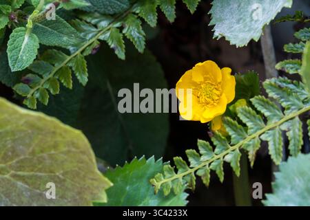 Blume von Sumpfblume oder Königskebel, Caltha palustris, wächst am Rand eines Teichs. Stockfoto