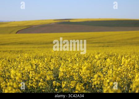 Endlose goldene Rapsfelder leuchten unter der Sonne und fangen die Schönheit der Landwirtschaft in voller Blüte und das lebhafte Versprechen einer fruchtbaren Ernte ein. Stockfoto