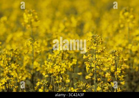 Endlose goldene Rapsfelder leuchten unter der Sonne und fangen die Schönheit der Landwirtschaft in voller Blüte und das lebhafte Versprechen einer fruchtbaren Ernte ein. Stockfoto