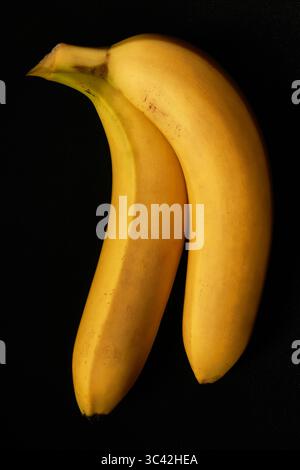 Stillleben Foto von Reifen goldenen Bananen vor dunklem schwarzem Hintergrund in einer minimalistischen Umgebung Stockfoto