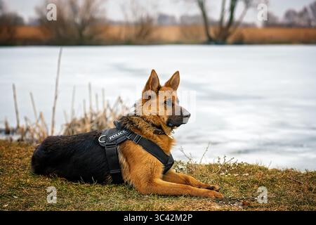 Im Frühjahr oder Spätwinter liegt ein alarmierter Deutscher Schäferhund in einem Gurtzeug auf trockenem Gras am Ufer eines gefrorenen Sees. Stockfoto