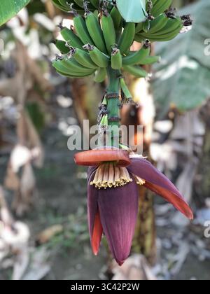 Eine Nahaufnahme eines Bananenstrauchs mit einer lebendigen Blume in einem Bananengarten in Chabahar, Iran Stockfoto