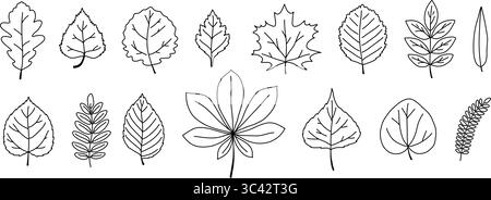 Blätter von verschiedenen Bäumen gesetzt. Doodle Outline Forest Herbstlaub Eiche, Ahorn, Ulme, Birke, rowan, weide. Stock Vektor