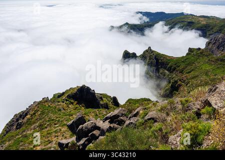 Pico de Arieiro Klippen über den Wolken. Gras- und Blumenteppich. Insel Madeira, Portugal. Hochwertige Fotos Stockfoto