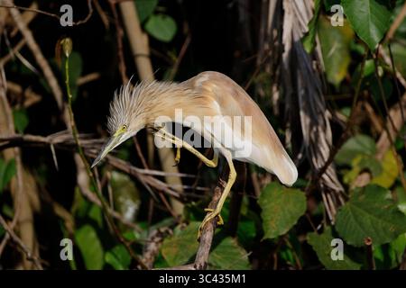 Squacco Reiher, Ardeola ralloides, Kazinga Channel, Katunguru, Uganda, Afrika. Stockfoto