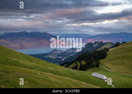 Ein malerischer Blick fängt einen lebendigen Sonnenuntergang ein, der sich auf dem ruhigen Wasser des Thunersees spiegelt, eingebettet in die Berner Alpen. Sanfte grüne Hügel mit g Stockfoto