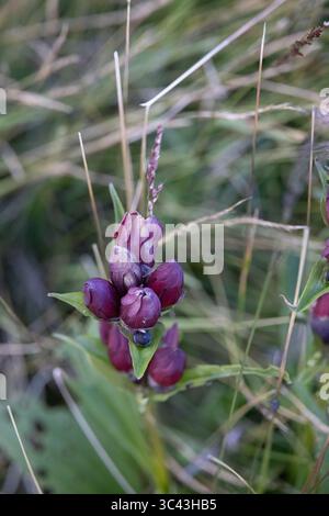 Eine Nahaufnahme zeigt eine Gruppe von leuchtenden, violetten Alpenwildblumen, die inmitten von üppigem grünem Gras in Laseberg, Schweiz, blühen. Die zarte Blüte Stockfoto