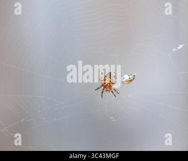 Europäische Gartenspinne in einem Netz, das ihre Beute in Gurtband umwickelt, Juli 2025 Stockfoto