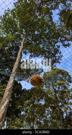 Die atemberaubende Fotografie bei Sonnenuntergang entfaltet sich in den Batu Caves Malaysia, wo der Himmel der goldenen Stunde auf Stadtturmlichter und Straßenbeleuchtung trifft. Von Stockfoto