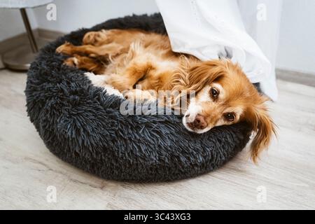 Ein älterer brauner Spaniel-Mischhund liegt entspannt in einem flauschigen schwarzen Hundebett und schaut in die Kamera Stockfoto
