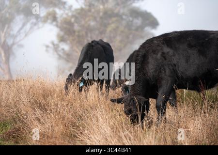 Kühe, die auf einem nebeligen Feld weiden, Nebel über einer landwirtschaftlich geprägten Landschaft mit wunderschönen Kühen und Vieh, die auf der Weide im Dswk im australischen Outback über weiden Stockfoto