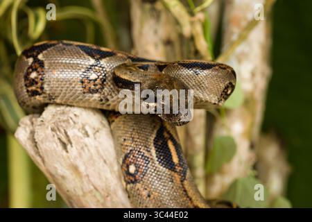 4. Dezember 2008, El Castillo, Provinz Alajuela, Costa Rica: Boa Imperator, Boa Imperator, ist eine nichtgiftige Schlange, die von Mexiko über Zentralamerika bis Kolumbien gefunden wurde. Panama (Bild: © Jon G. Fuller/VW Pics via ZUMA Wire) Stockfoto