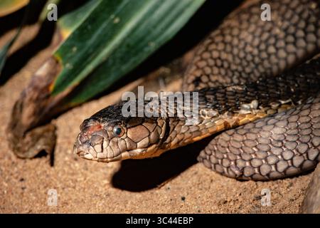 Dezember 2020, Singapur, Singapur: Rothaarige Krait, Bungarus flaviceps, im Zoo von Singapur. Dieser Krait ist ophiophagisch, was bedeutet, dass er andere Schlangen isst. (Kreditbild: © Jon G. Fuller/VW Pics via ZUMA Wire) Stockfoto