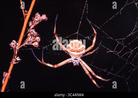 25. November 2020: Valle del Cauca, Kolumbien: A Silver Argiope Spider, Argiope argentata, auf ihrem Web in Panama. (Kreditbild: © Jon G. Fuller/VW Pics via ZUMA Wire) Stockfoto