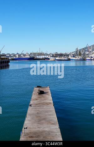 Kappelzrobben (Arctocephalus pusillus) auf einem Holzsteg an der V&A Waterfront in Kapstadt, Südafrika. Stockfoto