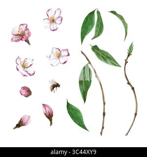 Pfirsichblüten-Aquarellset mit Blumen, Knospen, Blättern, Zweigen und Bienen. Realistische botanische Illustration isoliert auf weiß. Frühlingsklammerkunst in Pastellfarben Stockfoto