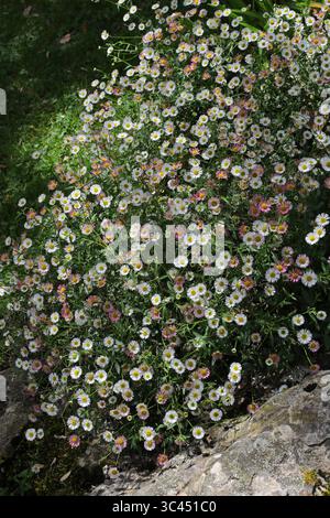 Mexikanische Fleabane alias Daisy Fleabane oder Santa Barbara Daisy, Erigeron karvinskianus, Asteraceae. Botanischer Garten Genf, Schweiz. Gebürtige Mexiko. Stockfoto