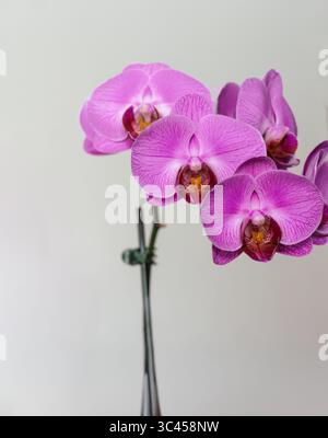 Pinkfarbene Phalaenopsis-Orchideen auf weißem Hintergrund Stockfoto