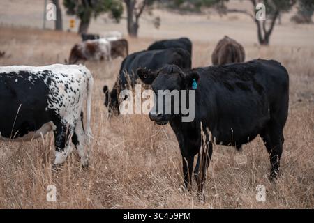 CO2-neutrale Rinderzucht auf einem Freiland auf einem Bauernhof in Australien schöne Rinder in Australien, die Gras fressen, auf Weide weiden. Herde von Co Stockfoto