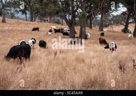 CO2-neutrale Rinderzucht auf einem Freiland auf einem Bauernhof in Australien schöne Rinder in Australien, die Gras fressen, auf Weide weiden. Herde von Co Stockfoto