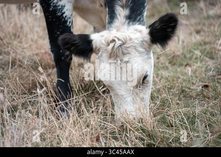 CO2-neutrale Rinderzucht auf einem Freiland auf einem Bauernhof in Australien schöne Rinder in Australien, die Gras fressen, auf Weide weiden. Herde von Co Stockfoto