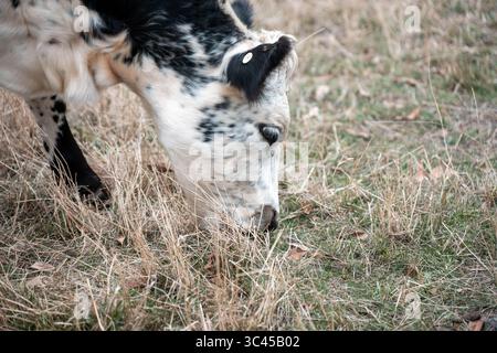 CO2-neutrale Rinderzucht auf einem Freiland auf einem Bauernhof in Australien schöne Rinder in Australien, die Gras fressen, auf Weide weiden. Herde von Co Stockfoto