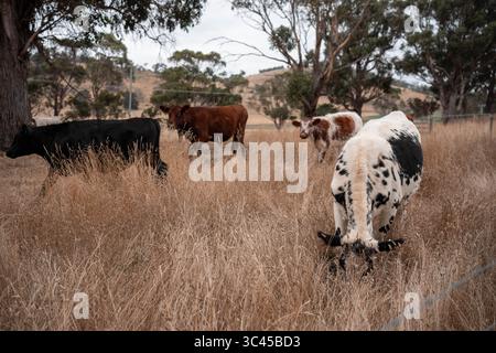 CO2-neutrale Rinderzucht auf einem Freiland auf einem Bauernhof in Australien schöne Rinder in Australien, die Gras fressen, auf Weide weiden. Herde von Co Stockfoto