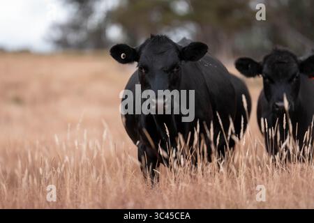 CO2-neutrale Rinderzucht auf einem Freiland auf einem Bauernhof in Australien schöne Rinder in Australien, die Gras fressen, auf Weide weiden. Herde von Co Stockfoto