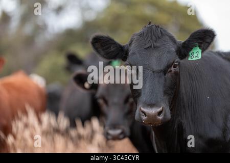 CO2-neutrale Rinderzucht auf einem Freiland auf einem Bauernhof in Australien schöne Rinder in Australien, die Gras fressen, auf Weide weiden. Herde von Co Stockfoto